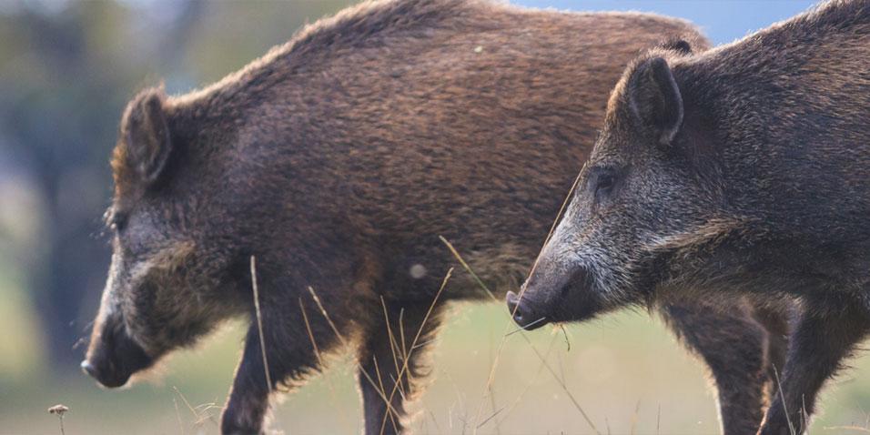 Rozporządzenie Nr 37/2025